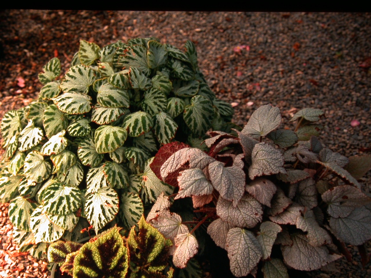 B. (masoniana x ‘Silver Jewell’)